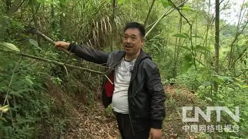 [致富经]胡思荣：年过半百养野猪年售千万