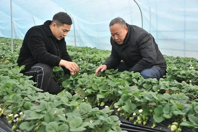 河南草莓种植_夏邑草莓种植致富_夏邑草莓采摘园