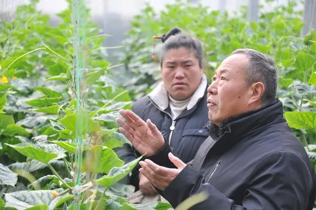 夏邑草莓种植致富_河南草莓种植_夏邑草莓采摘园