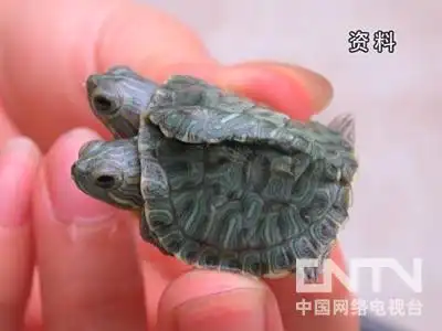致富经养龟_致富经养殖龟_致富经龟类养殖