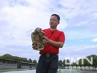致富经养殖龟_致富经龟类养殖_致富经养龟