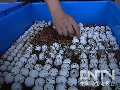 致富经龟类养殖_致富经养殖龟_致富经养龟