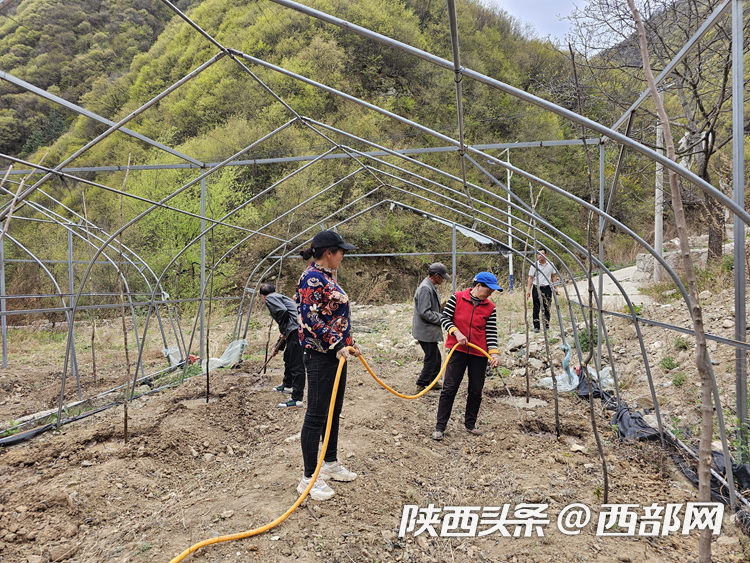 发展中药材种植 西安碑林驻村工作队助力乡村振兴