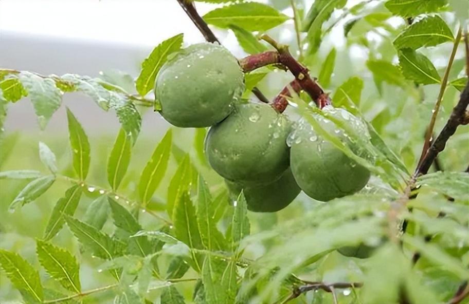 致富经甘肃舒芳_甘肃致富网_致富经甘肃肃舒芳