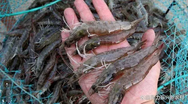 淡水白对虾养殖水质要求_白对虾淡水养殖技术_淡水白对虾养殖技术视频