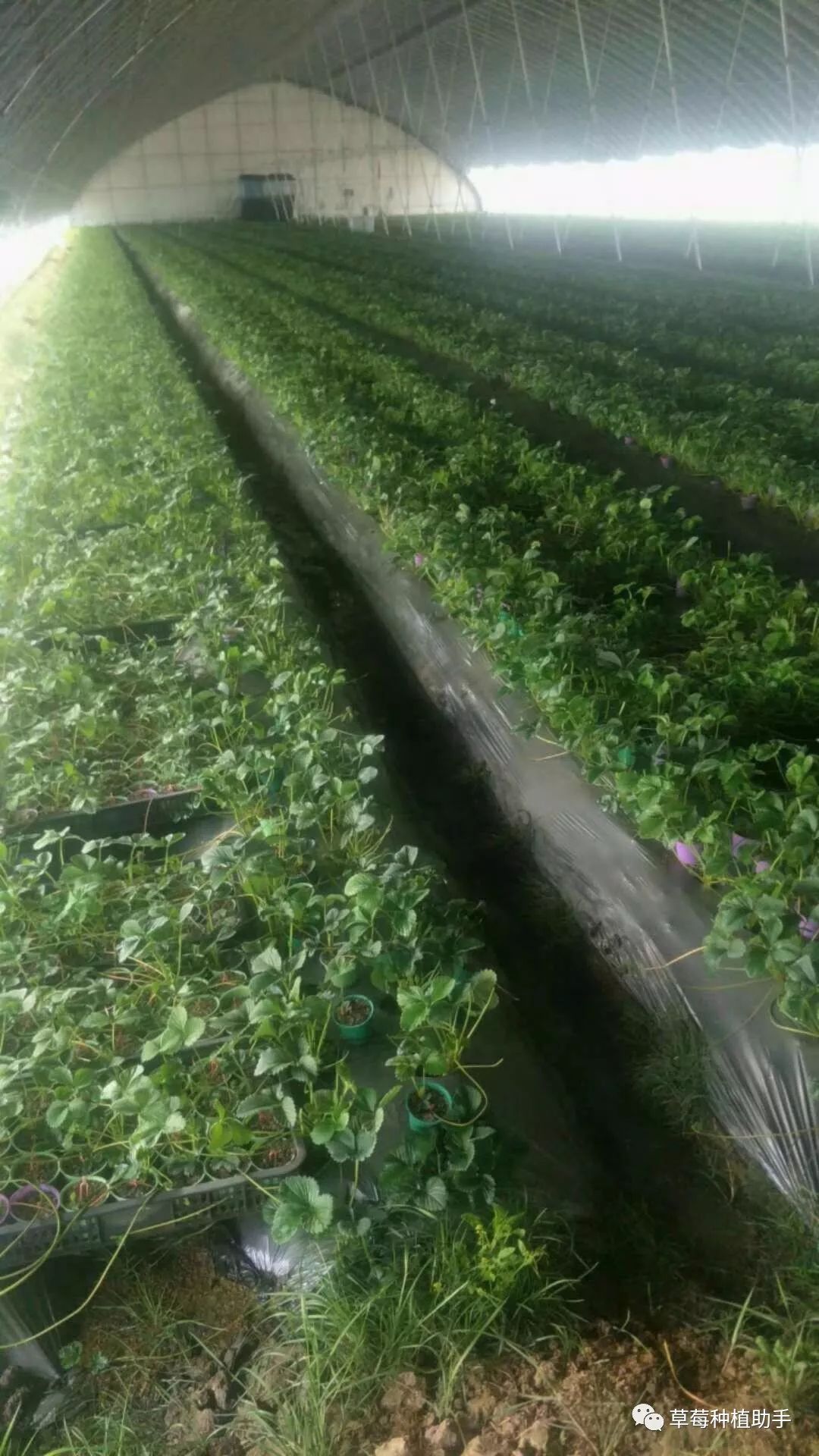 草莓如何早开花、早结果、早上市？提早花芽分化才是王道！