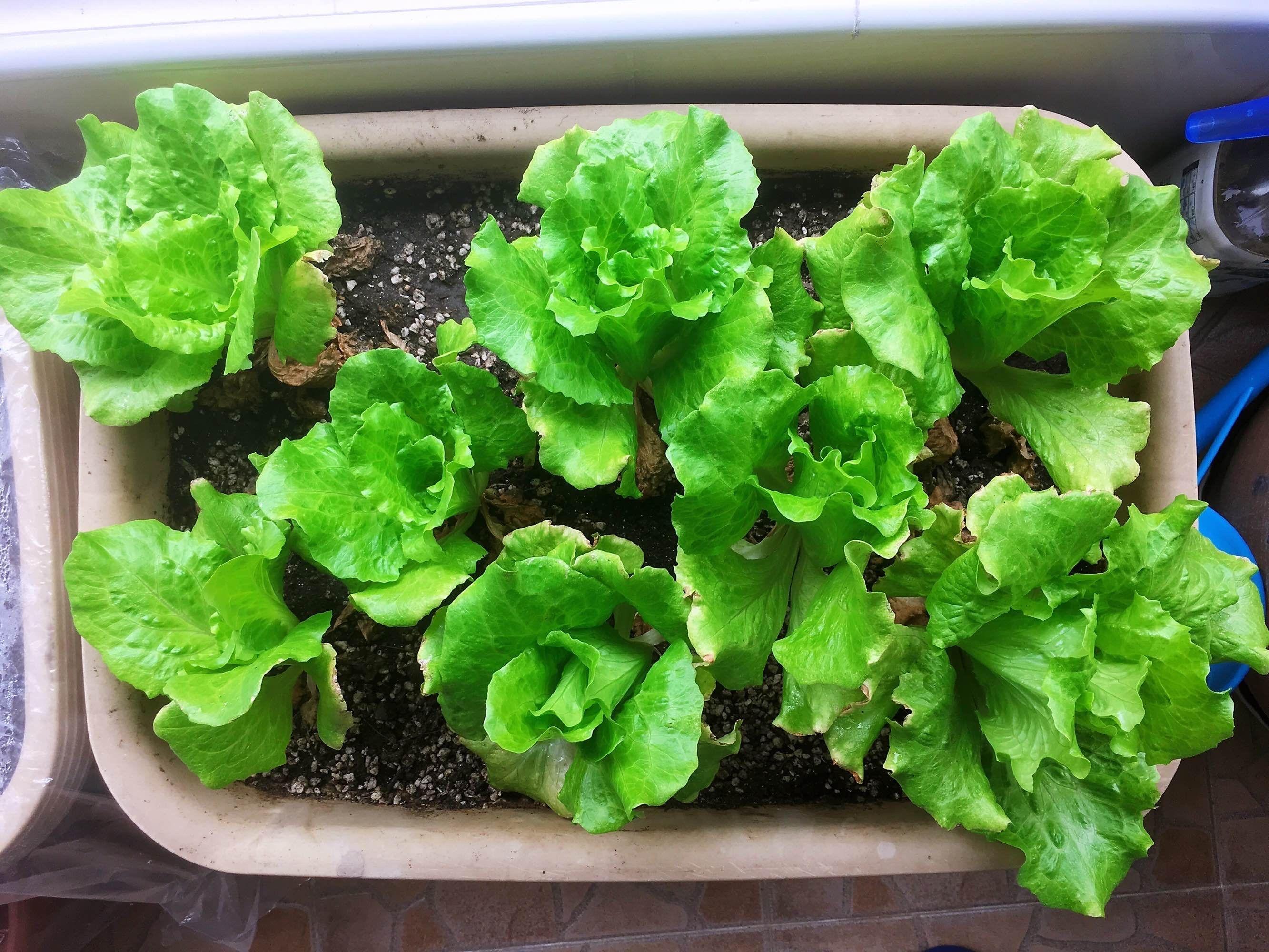 农村致富种植蔬菜_致富蔬菜种植农村视频_农村种植蔬菜致富方案