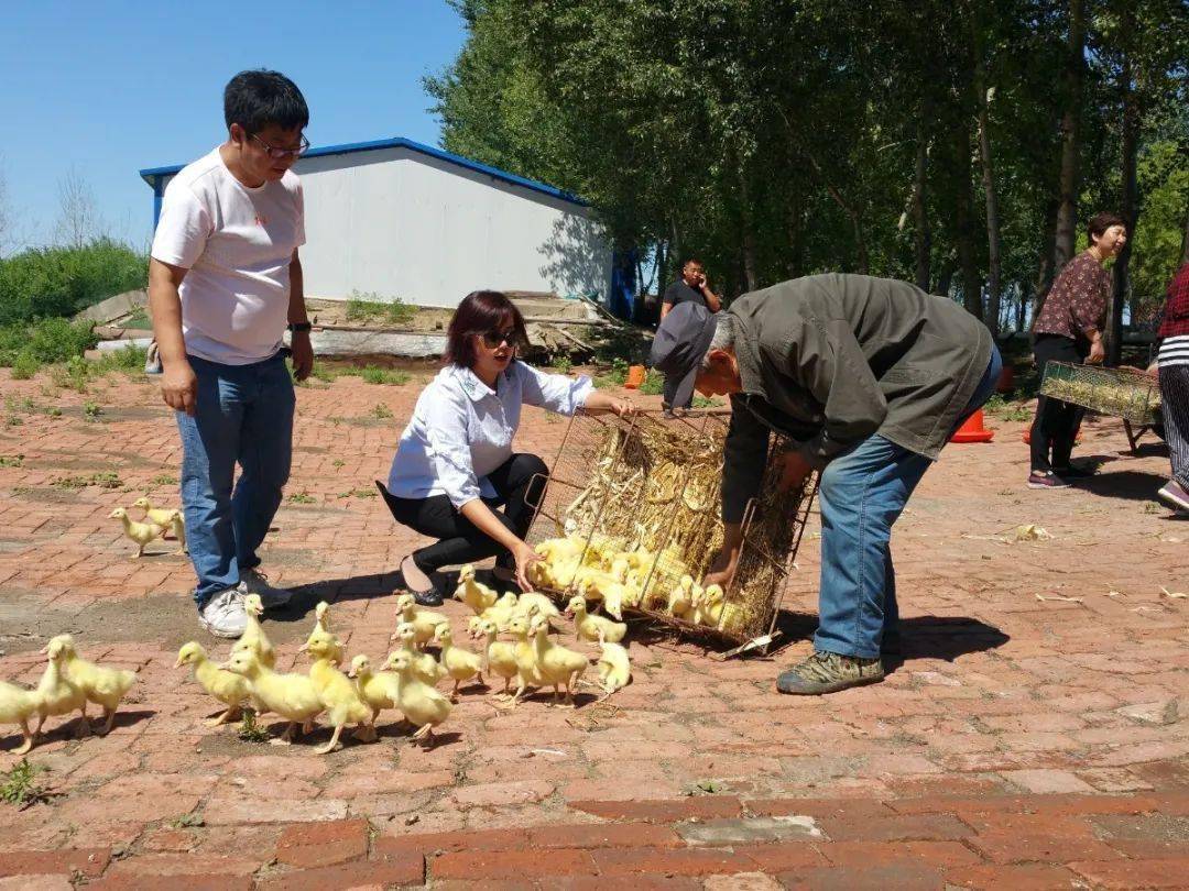 白鹅养殖 技术_养白鹅怎么养_养殖白鹅技术视频