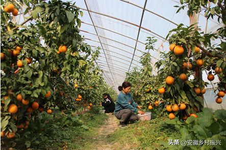 合肥肥西铭传乡：金果满枝头 产业助增收