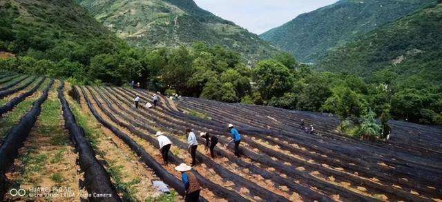 致富经茶叶_致富频道_cctv7致富经种茶