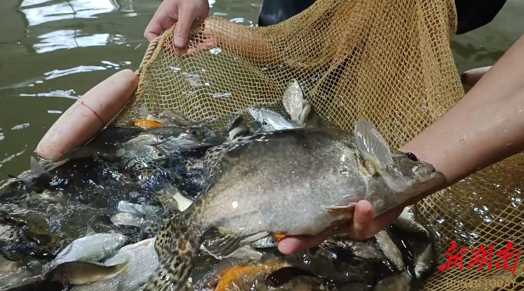 大口黑鲈养殖周期_大口黑鲈在水库能自然繁殖吗_大口黑鲈成鱼养殖技术