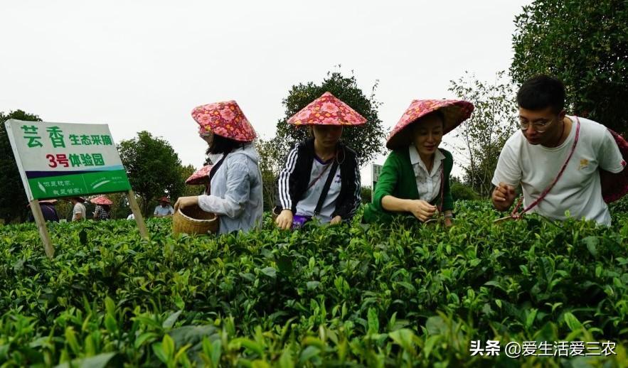 农业致富好项目视频_看农业致富经_我看一下农业致富经