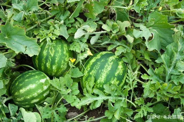西瓜种植技术管理_西瓜种植管理技术要点_西瓜种植管理技术视频