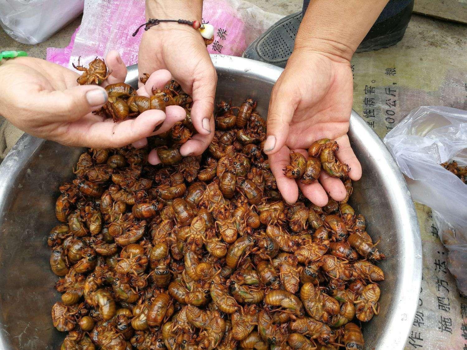 资源昆虫致富经_昆虫资源利用_昆虫资源的经济价值