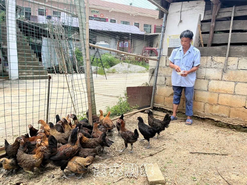 致富经养鸡案例_生态鸡养殖致富_致富项目养鸡