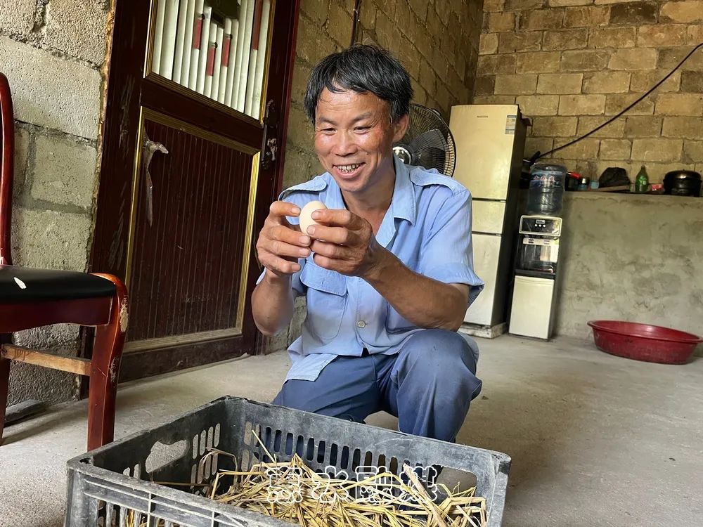 致富项目养鸡_生态鸡养殖致富_致富经养鸡案例