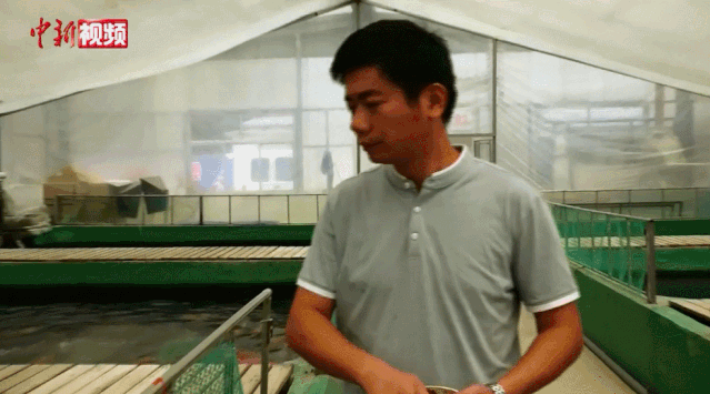 山东小伙养锦鲤年收入过千万，一条鱼曾卖出58万