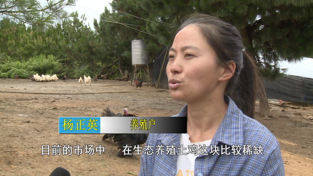 农业节目致富经养殖鸡视频_养殖致富网养鸡_养殖致富养鸡视频