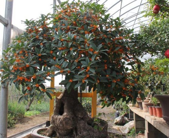 北方种植花树_北方花卉种植前景_北方种植花卉致富