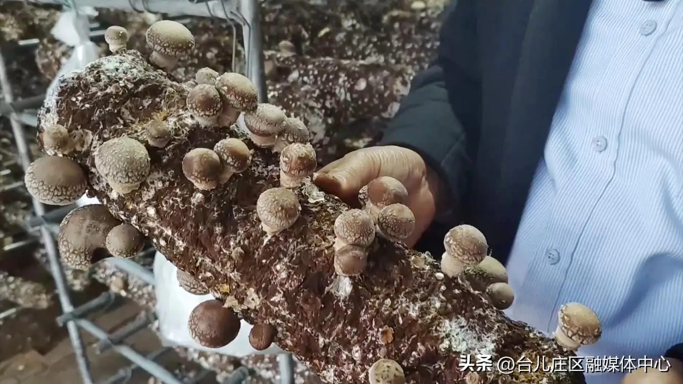 香菇种植的前景与利润_小香菇种植致富_致富香菇种植小妙招