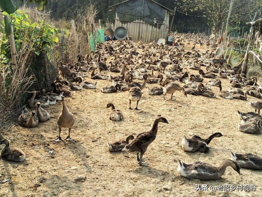 广东鹅养殖基地_广东种鹅养殖技术_广东省鹅苗养殖基地