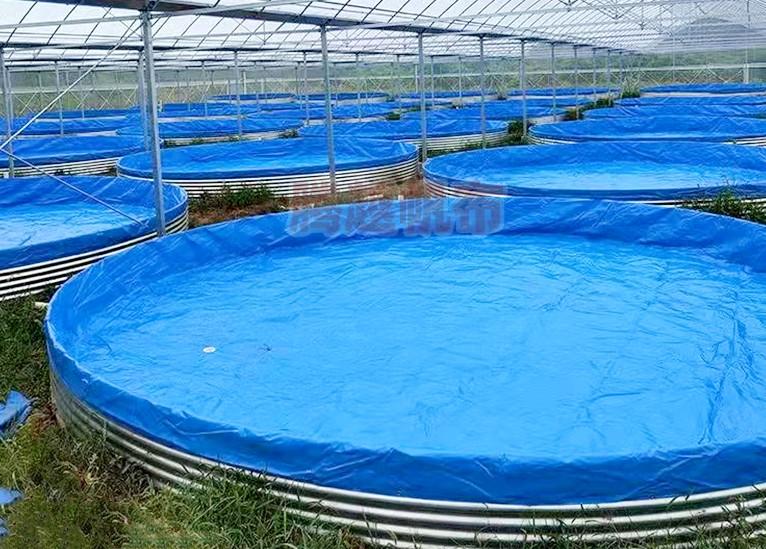 高密度草鱼养殖技术_养殖草鱼高密度技术方法_养殖草鱼高密度技术有哪些