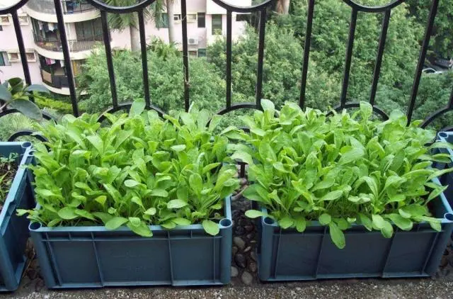 致富经种蔬菜种出千万财富_怎样种植蔬菜致富_致富经蔬菜种植视频