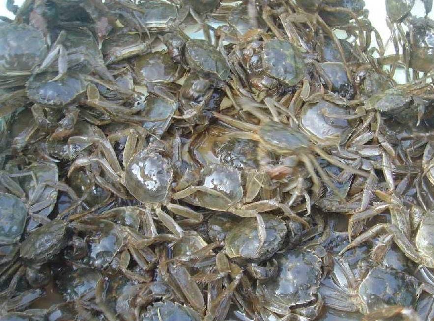 养殖大闸蟹技术培训_大闸蟹的养殖技术_养殖大闸蟹技术要点