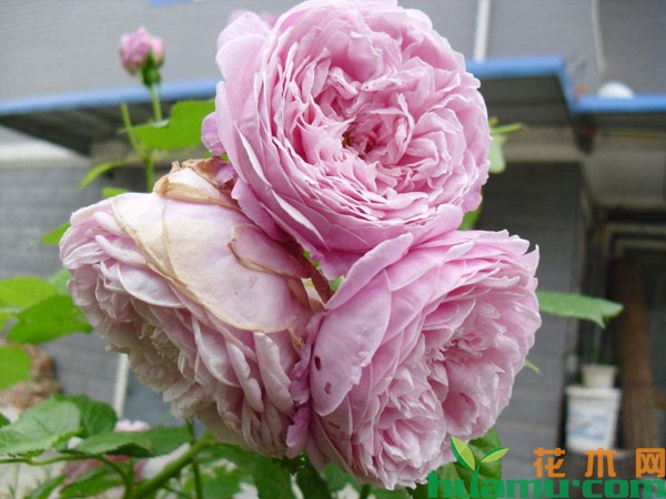 月季花牙签苗怎么养？