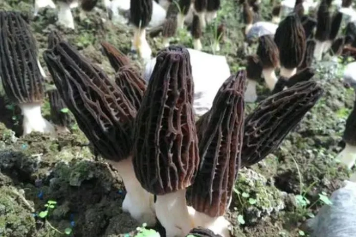 农业种植致富野菜_野菜种植创业_种植野菜挣钱吗