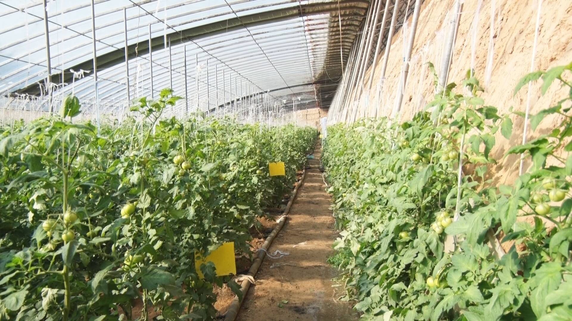 种植致富新项目_种植致富案例_成武种植致富项目