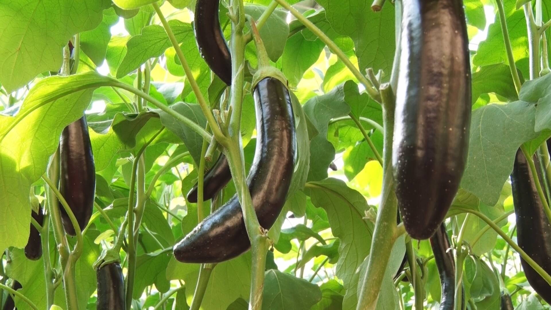 成武种植致富项目_种植致富新项目_种植致富案例