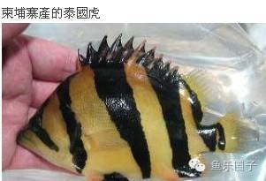 老虎养殖技术视频教程_老虎养殖技术_老虎养殖技术要求