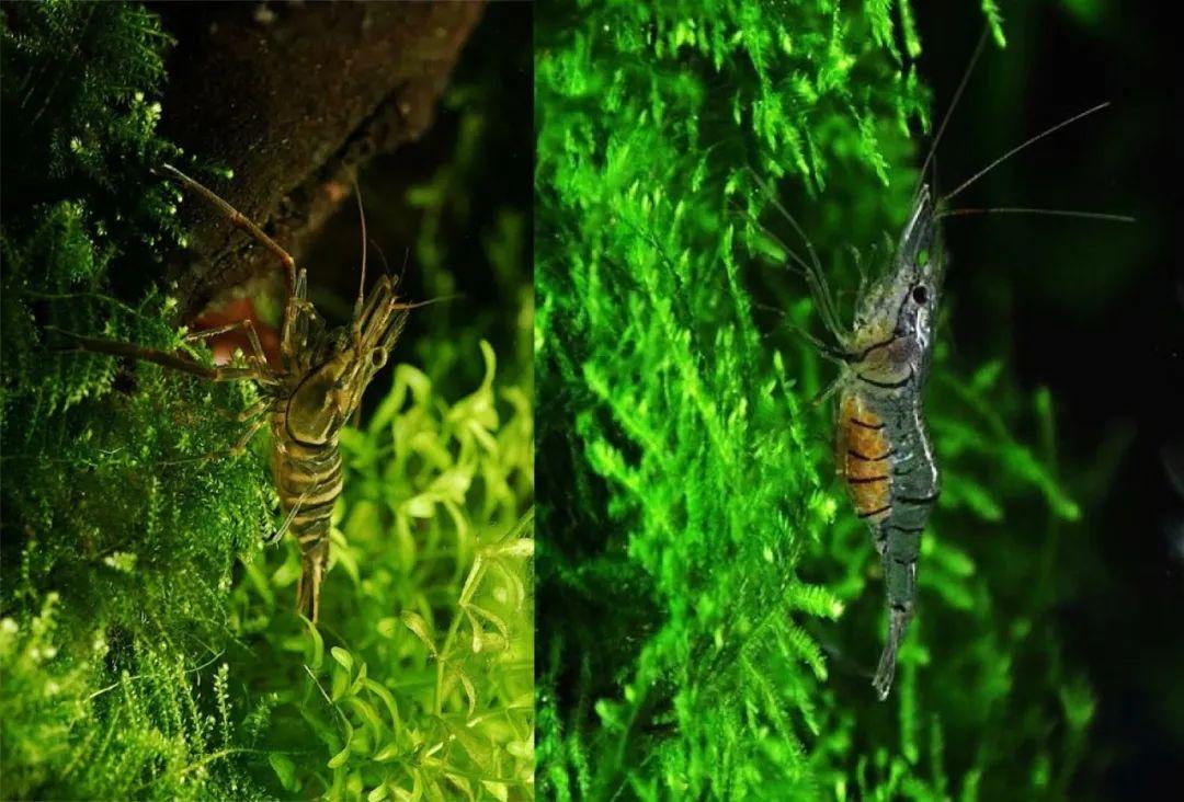 海南 河虾养殖技术_海南养殖河虾技术要求_海南淡水虾养殖基地