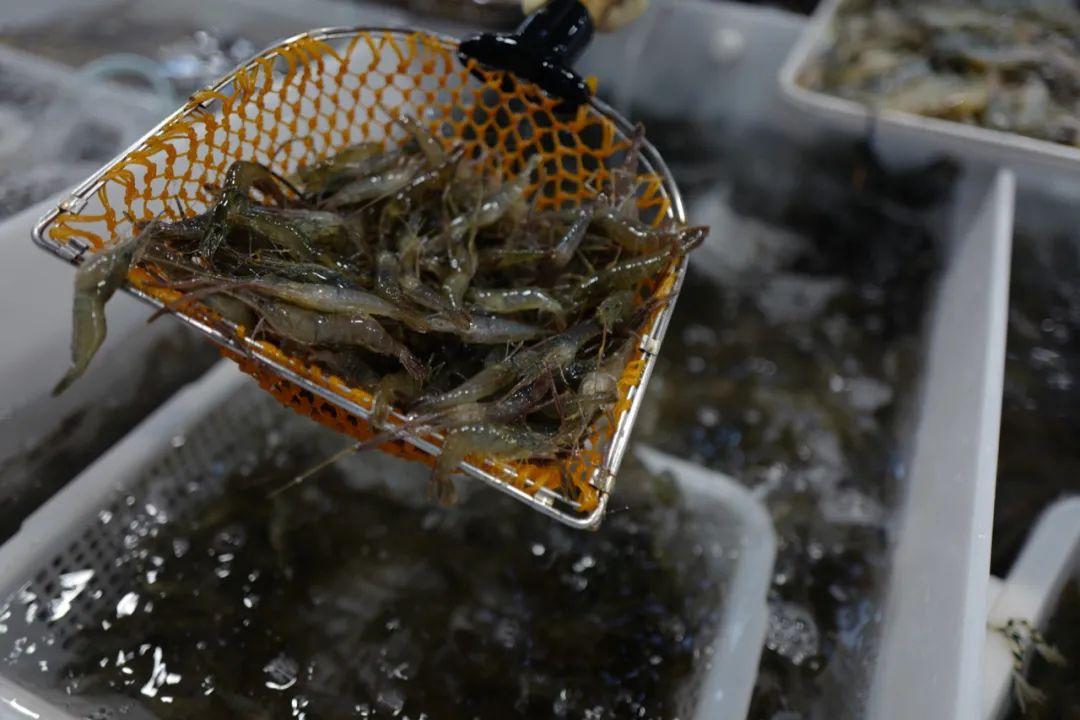 海南养殖河虾技术要求_海南淡水虾养殖基地_海南 河虾养殖技术