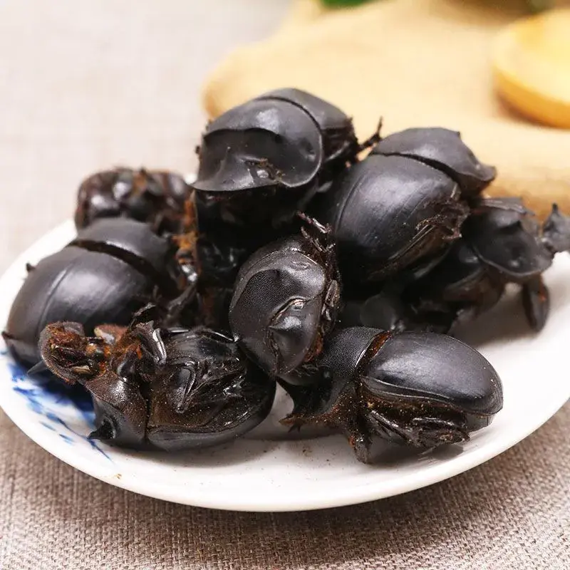 昆虫致富养殖增收措施_昆虫养殖项目_养殖昆虫增收致富