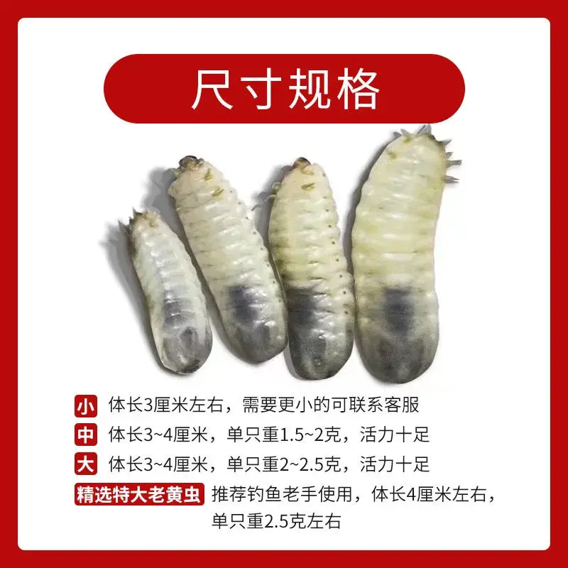 昆虫养殖项目_昆虫致富养殖增收措施_养殖昆虫增收致富