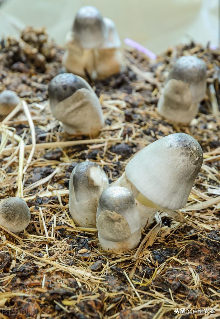 江苏草菇种植基地_种植江苏技术草菇视频_江苏草菇种植技术
