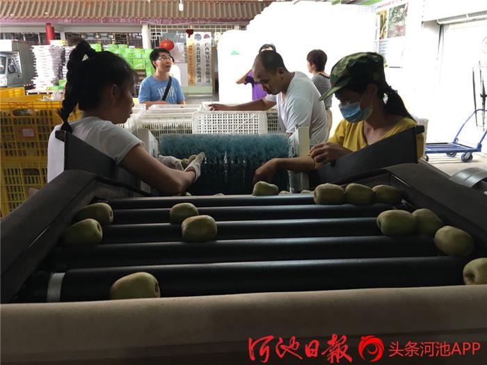 俄罗斯地址英文_泗洪风力发电2020年_种植红心袖致富