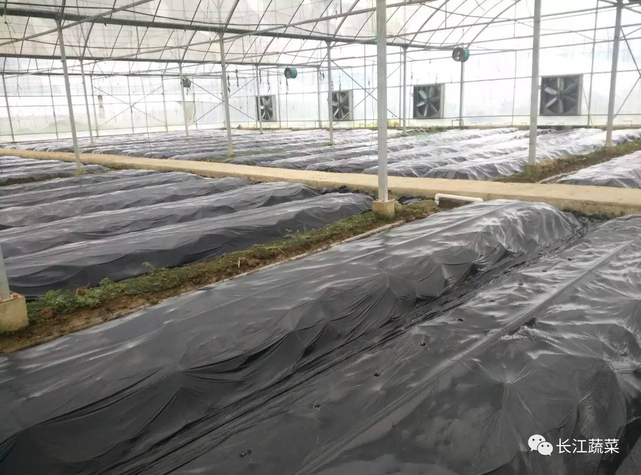 辣椒种植管理技术ppt_辣椒种植管理技术要点_辣椒的种植管理技术