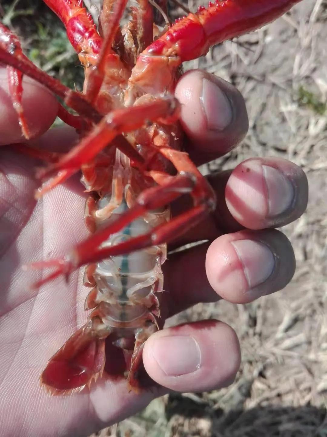 海南养殖河虾技术要求_海南养虾赚钱吗_海南 河虾养殖技术