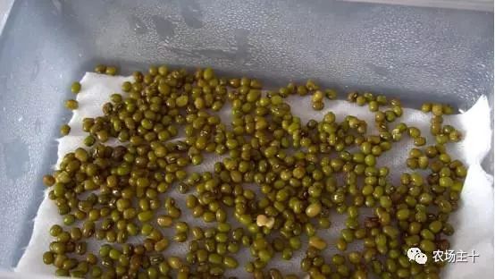 芽苗菜种植技术设备价格_科技苑芽苗菜种植技术_科技苑芽苗菜种植视频