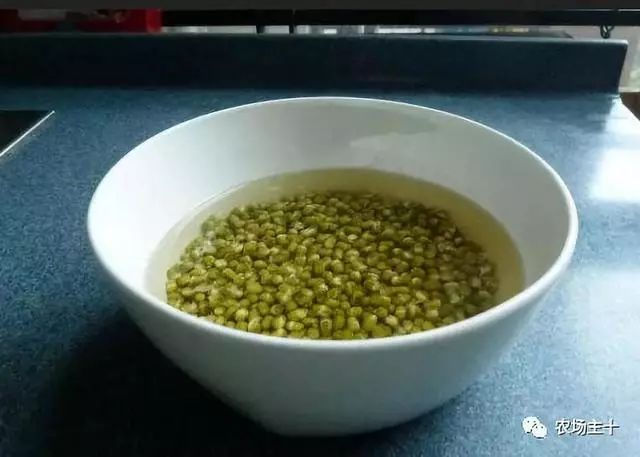 科技苑芽苗菜种植视频_芽苗菜种植技术设备价格_科技苑芽苗菜种植技术