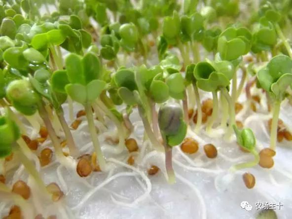 芽苗菜种植技术设备价格_科技苑芽苗菜种植技术_科技苑芽苗菜种植视频