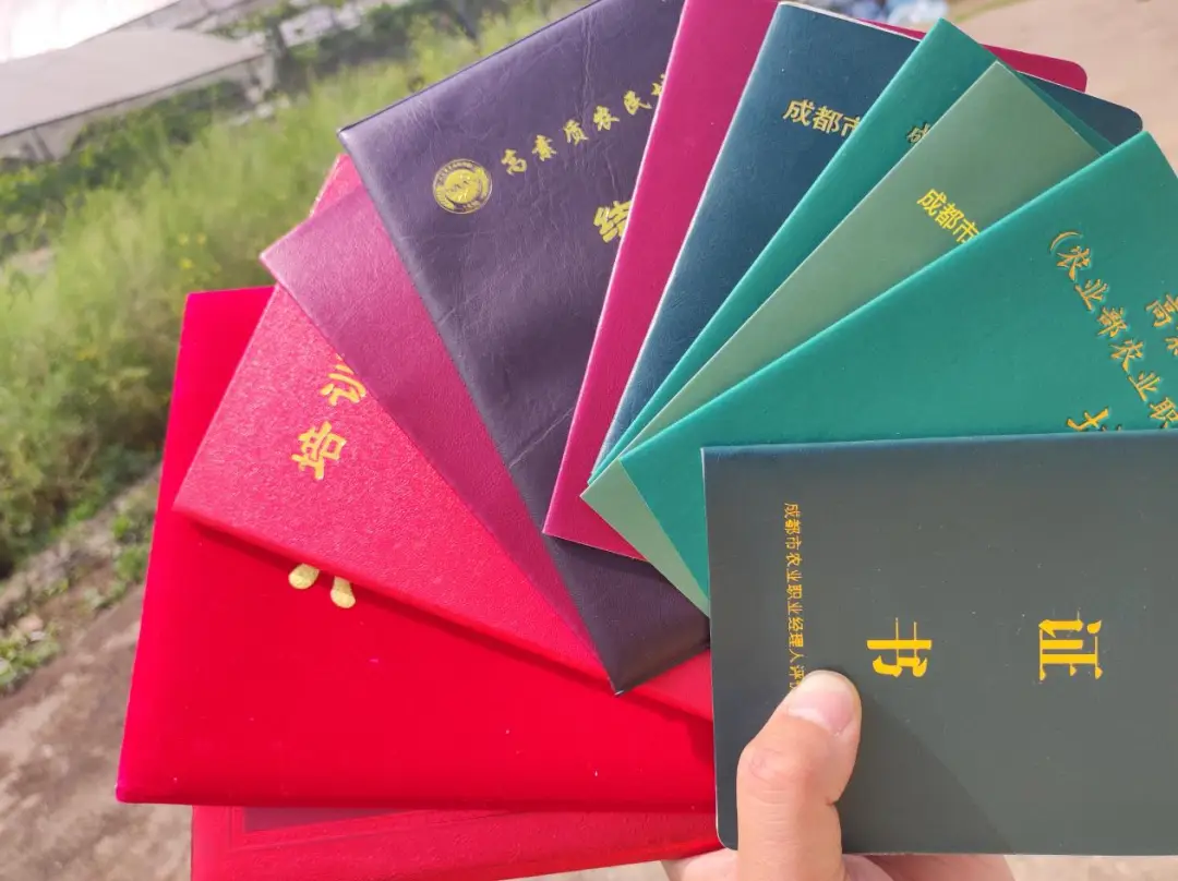 大棚香椿致富经_温室大棚香椿_香椿大棚多少钱一亩