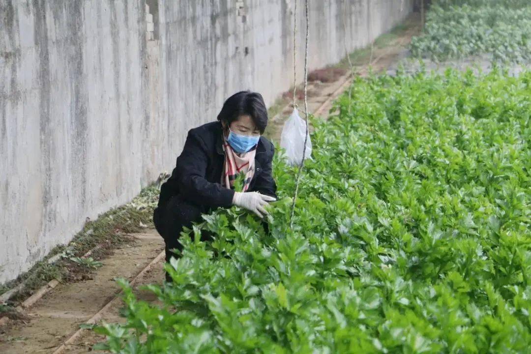 致富经蘑菇种植视频_蘑菇种植致富故事_蘑菇致富种植故事大全
