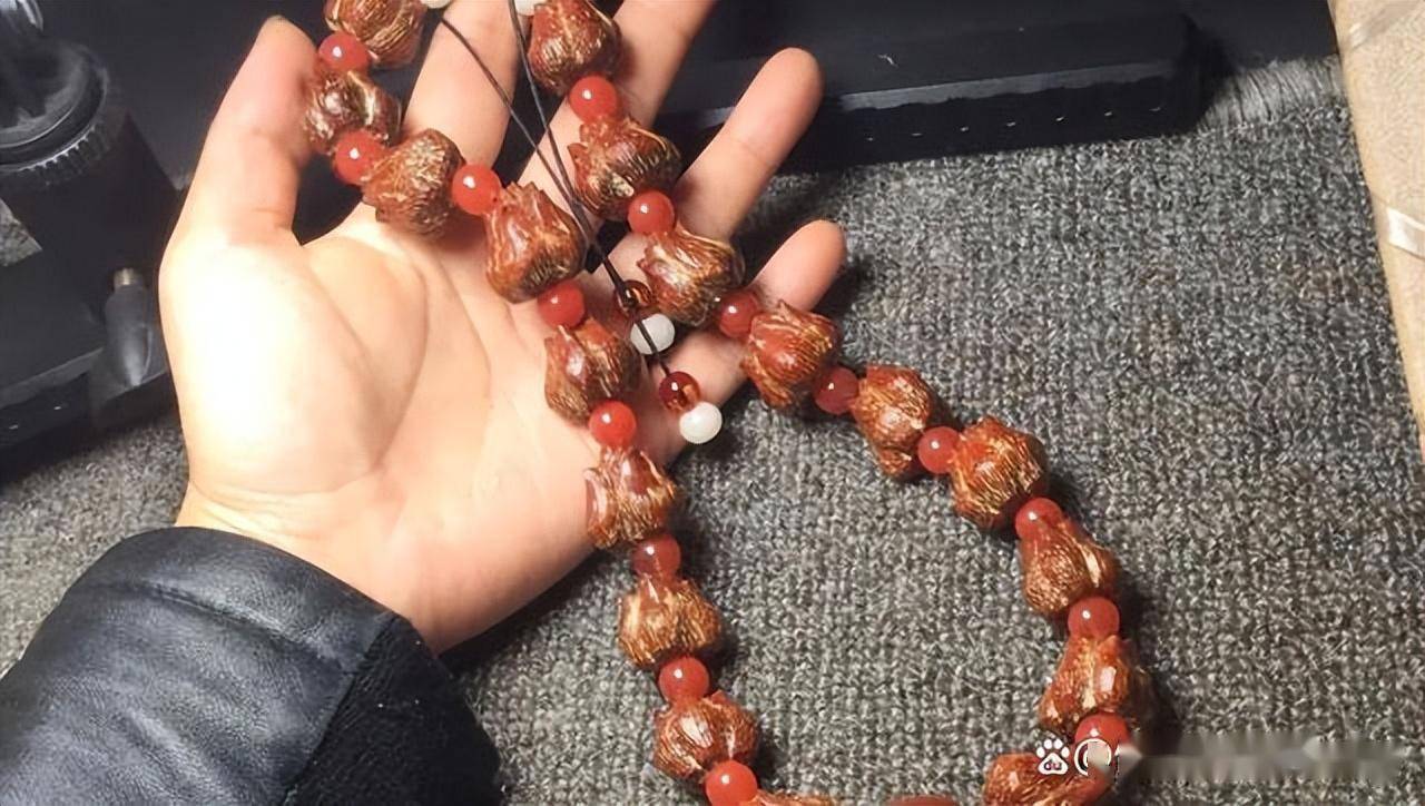 致富经养海狸鼠_致富鼠养海狸好吗_养海狸鼠骗局