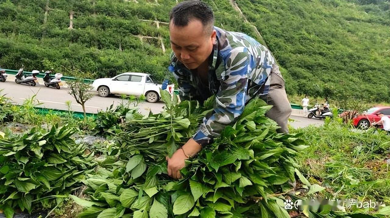 致富经养海狸鼠_养海狸鼠骗局_致富鼠养海狸好吗