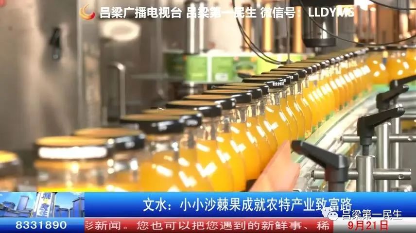致富经沙棘果_沙棘果种植效益_种植沙棘果致富