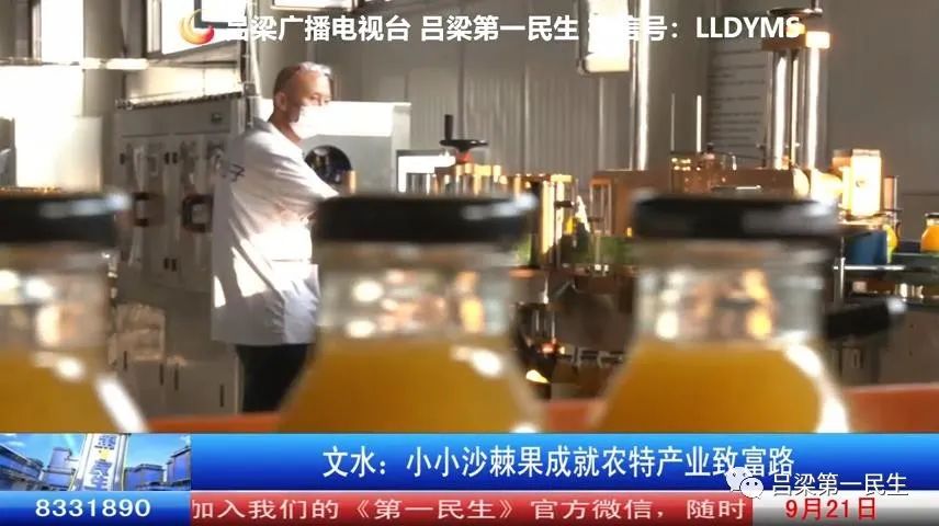 沙棘果种植效益_种植沙棘果致富_致富经沙棘果